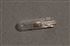 Bulb (286) 12V 1.2W Clear Capless W2 x 4.6d - GLB286 - Lucas